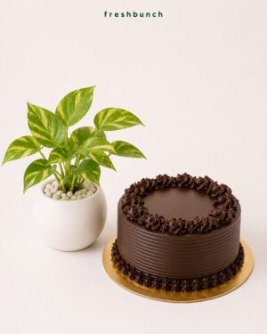 Money Plant with Chocolate Truffle Cake