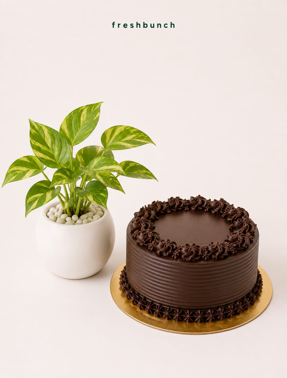 Money Plant with Chocolate Truffle Cake