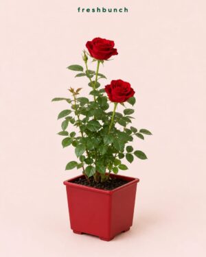 Red Rose Flowering Plant in Square Pot