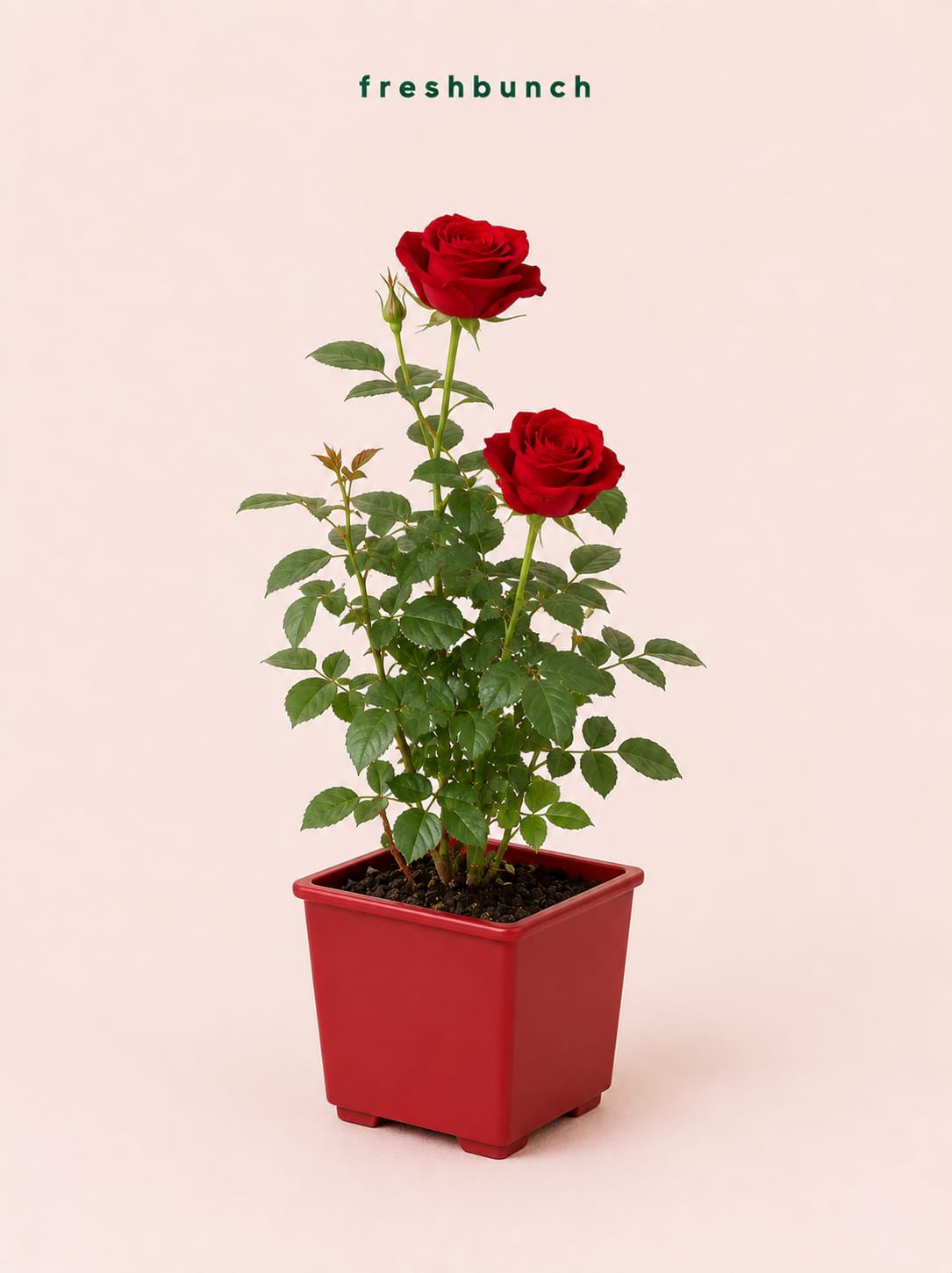 Red Rose Flowering Plant in Square Pot
