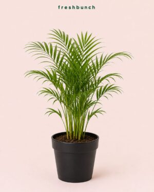Areca Palm Indoor Air Purifier Plant
