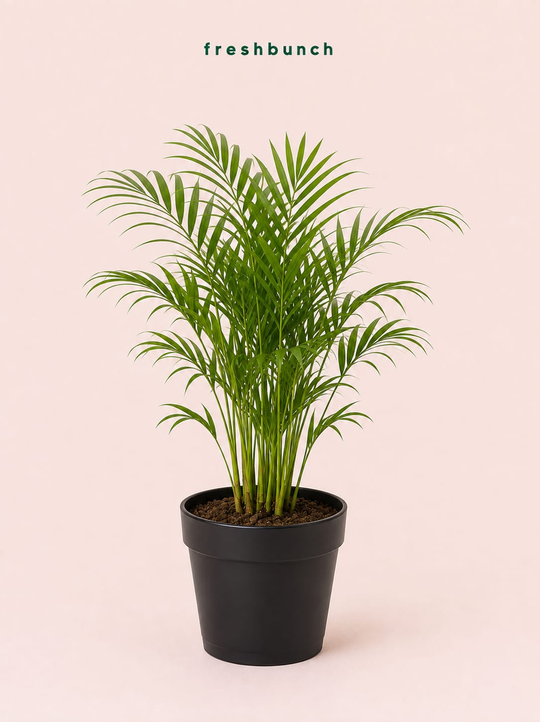 Areca Palm Indoor Air Purifier Plant