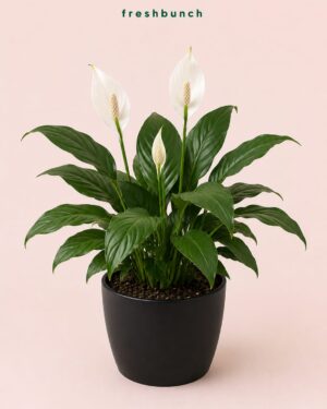 Peace Lily plant