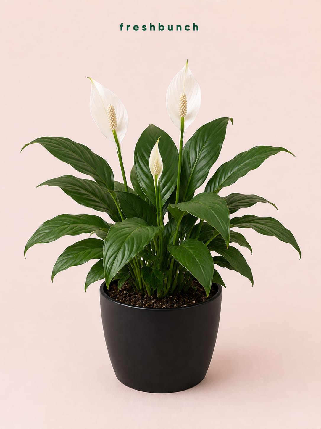 Peace Lily plant