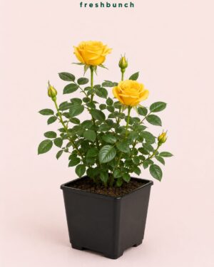 Yellow Rose Flowering Bush Plant