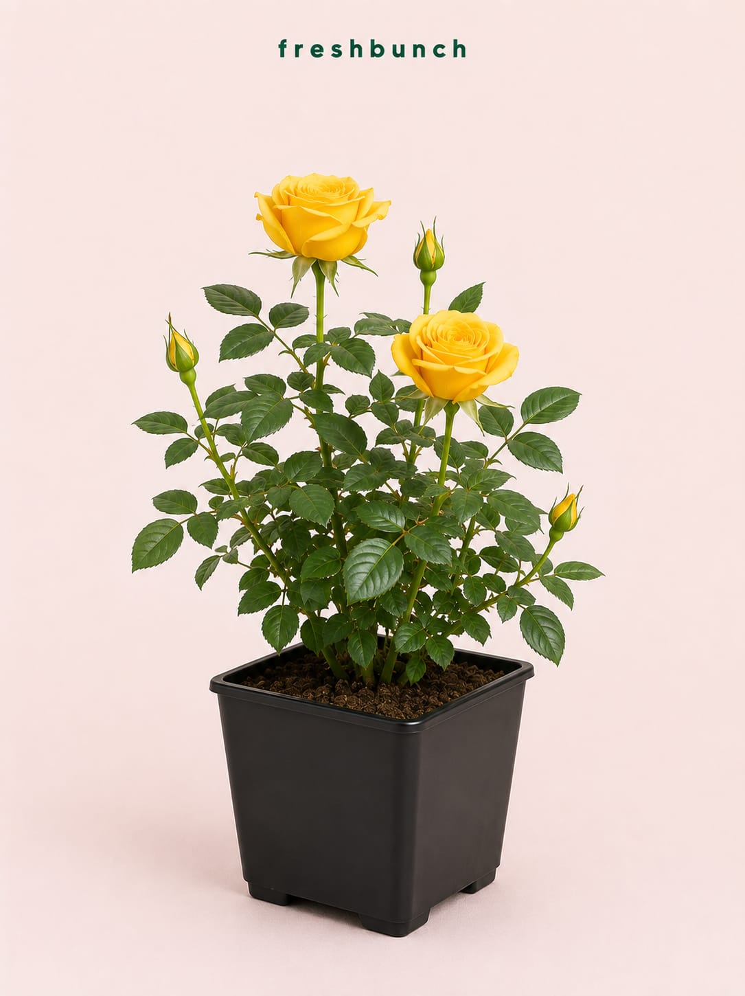 Yellow Rose Flowering Bush Plant