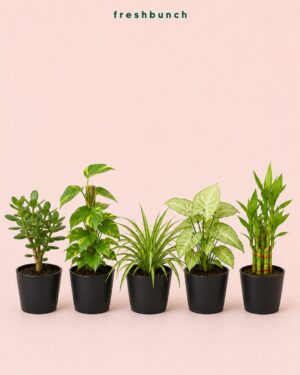 Set of 5 Mini Desk Plants Collection