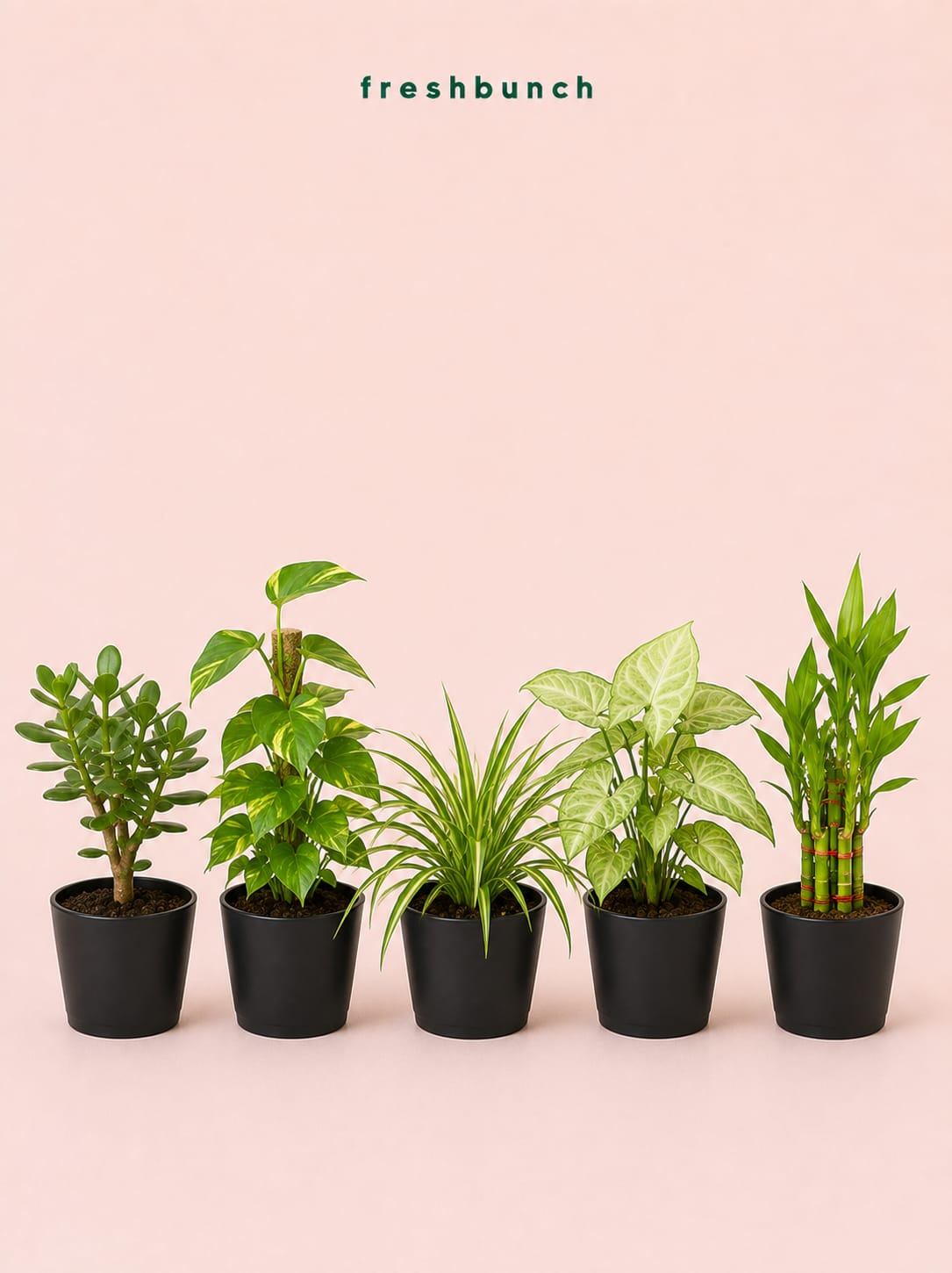 Set of 5 Mini Desk Plants Collection