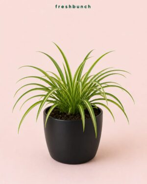 Plants