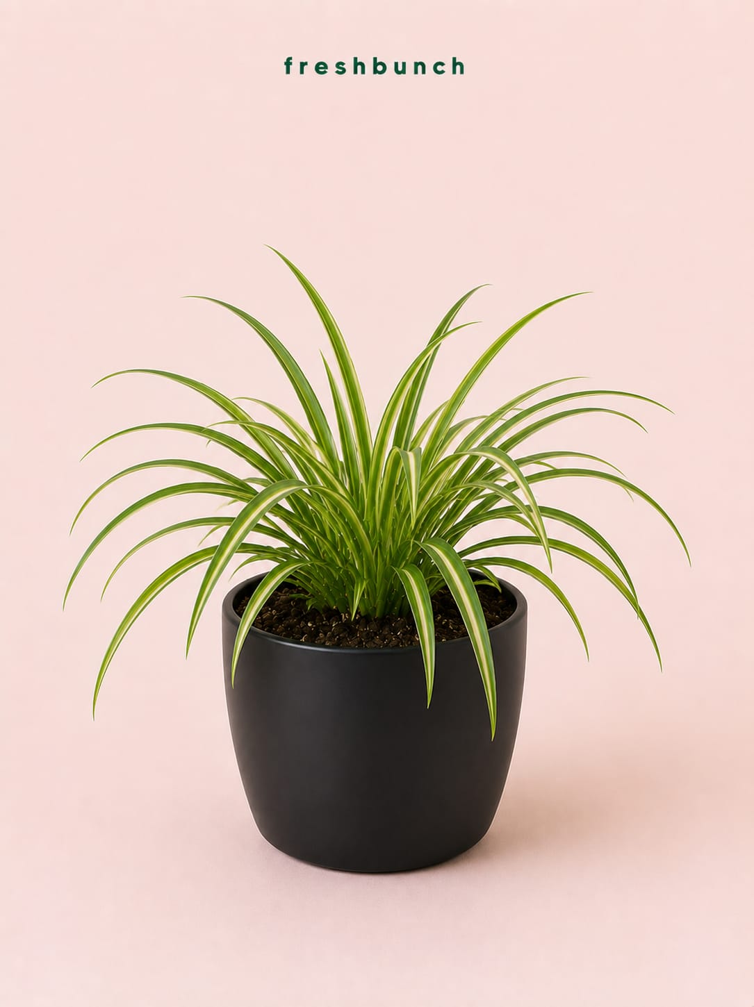Spider Plant Air Purifier in Grey Pot