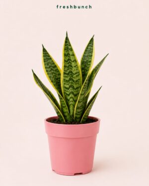 Snack Plant