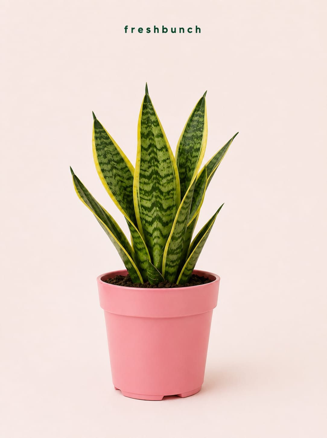 Snack Plant