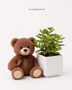 Potted Jade Plant Cuddle Set